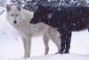 Những con sói trong tâm hồn